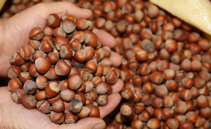 Türkiye'den 5 ayda 143 bin ton fındık ihraç edildi