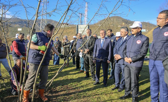 Vali Yavuz, örnek fındık bahçesini inceledi