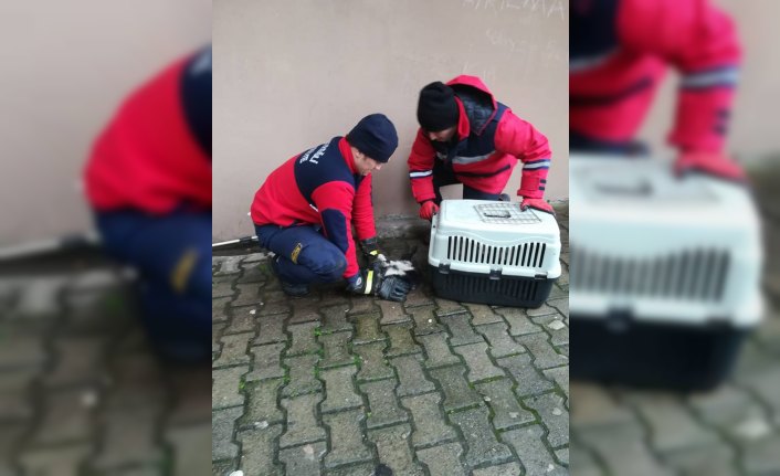 Yağmur suyu giderine sıkışan kedi kurtarıldı