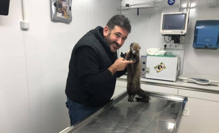 Yaralı sansar tedavi edildi