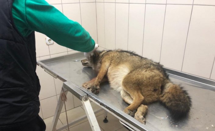 Yaralı tilkiye jandarma sahip çıktı