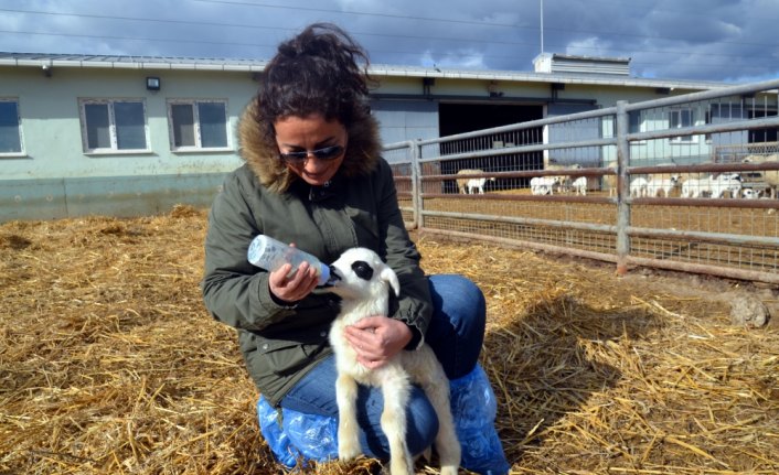 Amasya'da bir koyun altız doğurdu