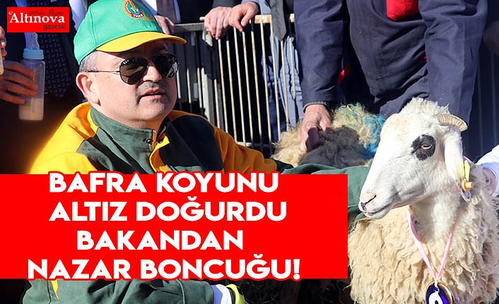 Bafra  koyununa nazar boncuğu