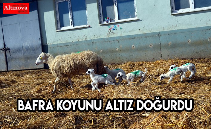 Bafra koyunu altız doğurdu