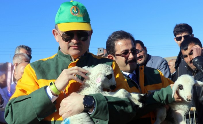 Bakandan altız yavrulayan koyuna nazar boncuğu