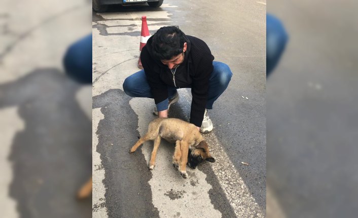 Duyarlı sürücünün çabası yaralı köpeği hayatta tuttu