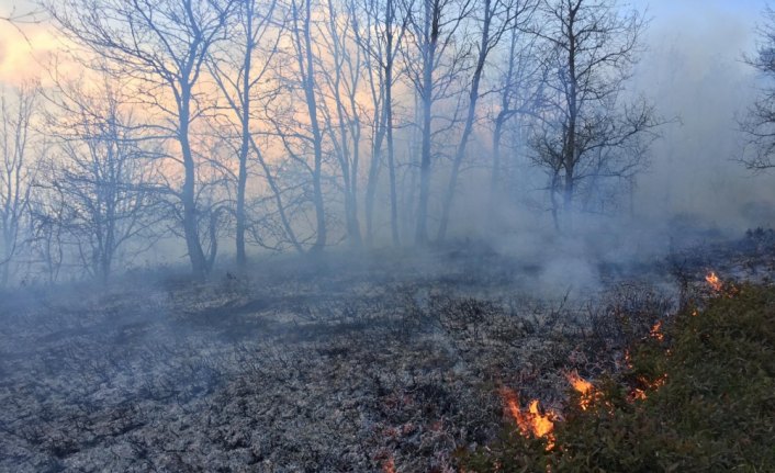 Düzce'de orman yangını