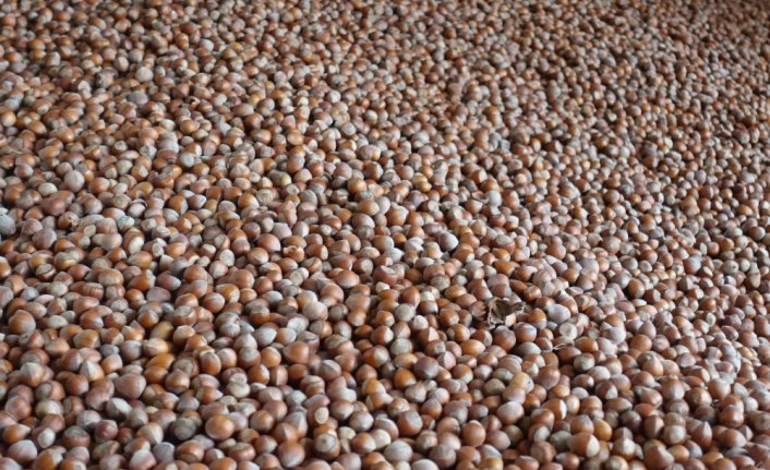 Fındık ihracatının yüzde 48'i Trabzon merkezli firmalardan