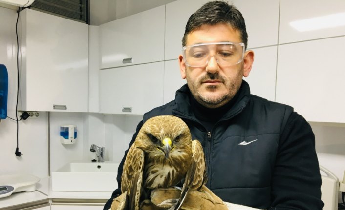 Kanadından vurulan şahin tedavi edildi