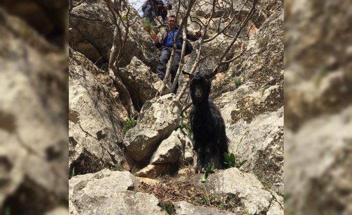 Kayalıklarda mahsur kalan keçiyi AFAD ekipleri kurtardı
