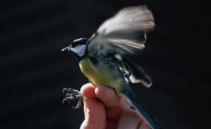 Kızılırmak Deltası'nda kuş halkalama çalışmaları