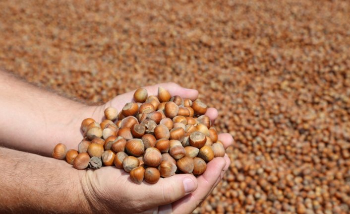 Ordu'da fındığın kilogram fiyatı 16 liraya yükseldi