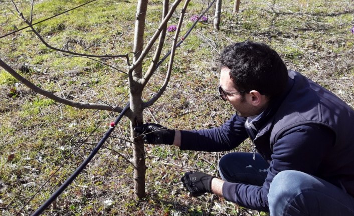 Piraziz elmasında üretimi artırma çalışmaları