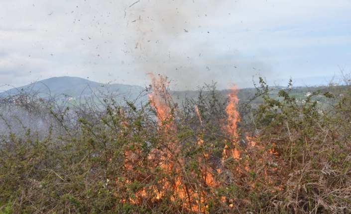 Samsun'da çalılık yangını