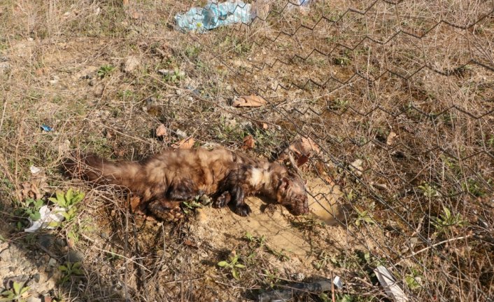 Tellere takılan gelincik vatandaşların yardımıyla kurtarıldı