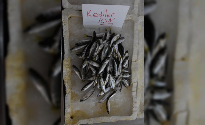 Tezgahındaki balıklarla çocuklar ve kediler arasında bağ kurduruyor