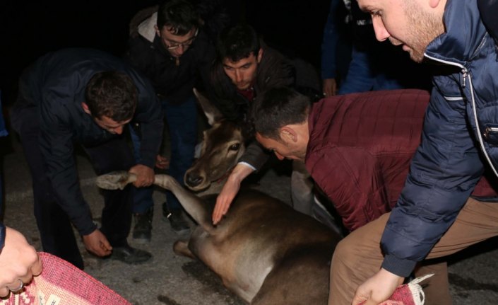 Yaralı geyik tedavi altına alındı
