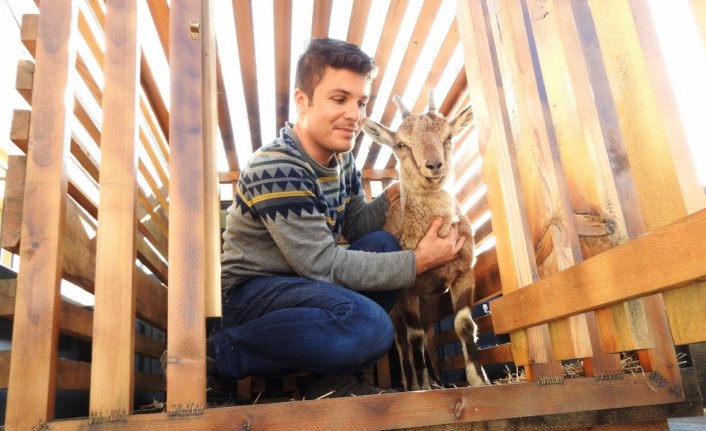Yaralı yavru yaban keçisi tedavisinin ardından doğaya salındı