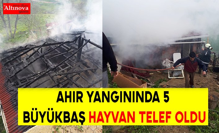 Ahır yangınında 5 büyükbaş hayvan telef oldu