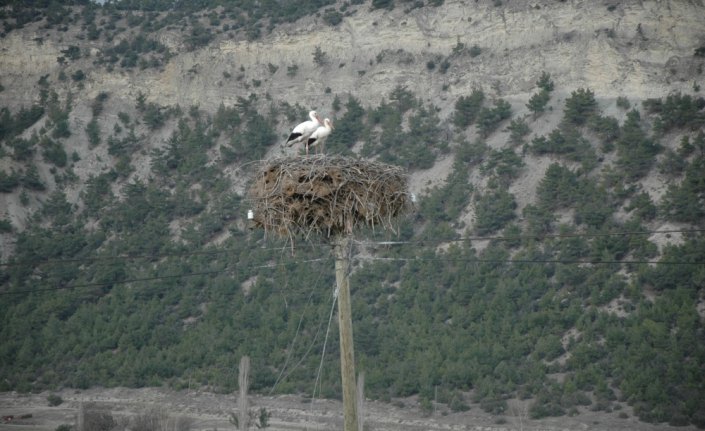 Baharın müjdeleyicisi leylekler Hanönü'ne geldi