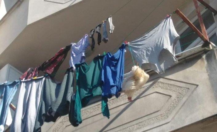 Balkonda asılı kalan tavuğu itfaiye ekipleri kurtardı