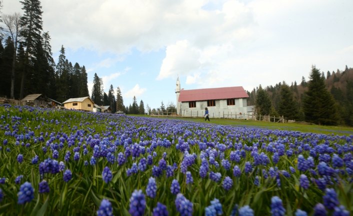 Batı Karadeniz yaylalarında iki mevsim güzelliği