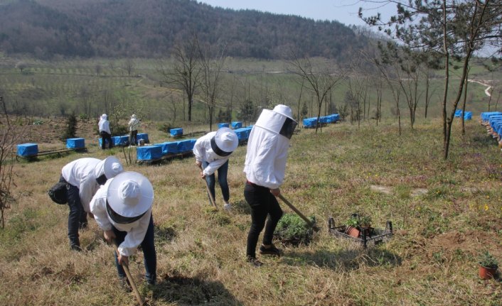 Denetimli serbestlik hükümlüleri adaçayı fidesi dikti