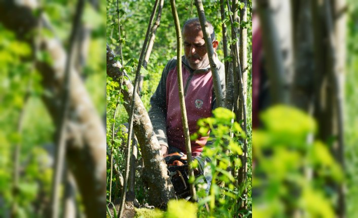 Fındık üreticileri yeni sezona hazırlanıyor