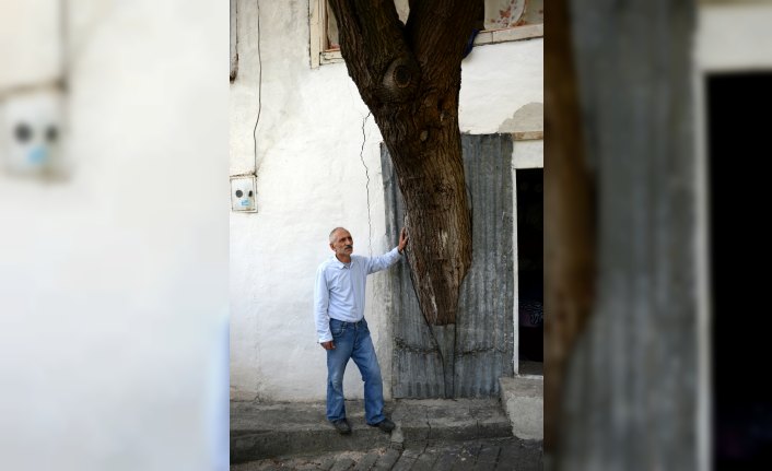 Gövdesi evinin içinde kalan baba hatırası ağaca kıyamıyor