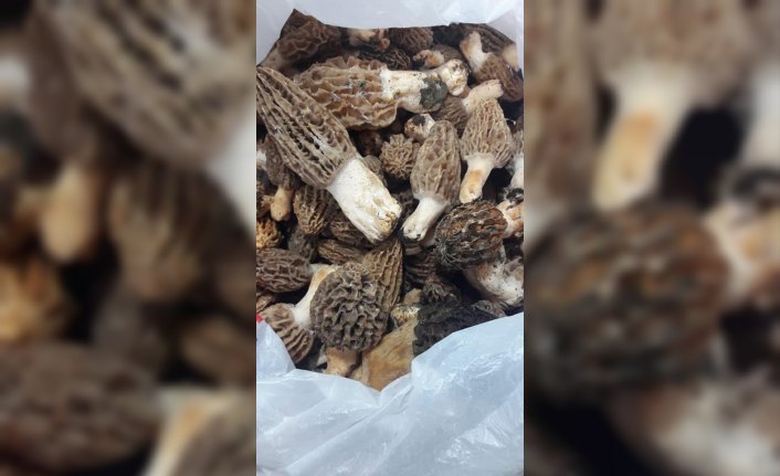 Hanönü'de mantar sezonu açıldı