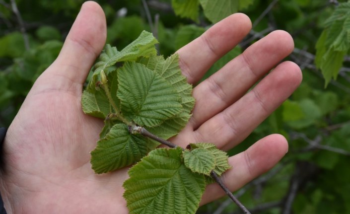 Karadenizli çiftçilere 