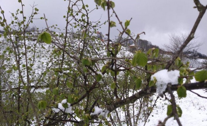 Nisan karı fındık ve kivi üreticilerini tedirgin etti
