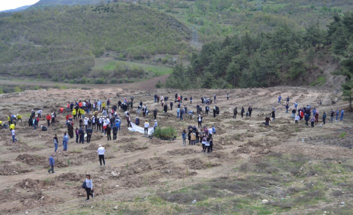 Reşadiye'de fidan dikim etkinliği