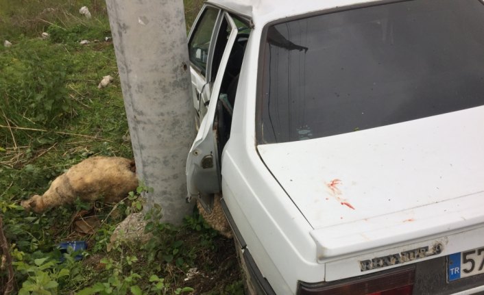 Samsun'da yola çıkan koyunlar kazaya neden oldu: 1 yaralı