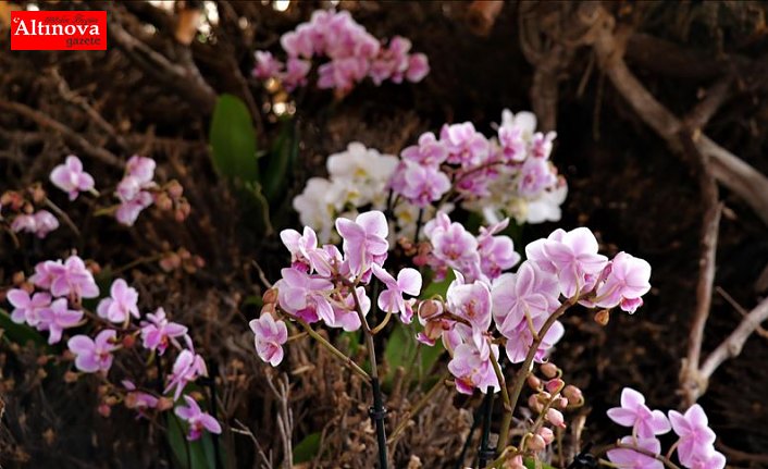 Tayvan orkideleri Burdur'da