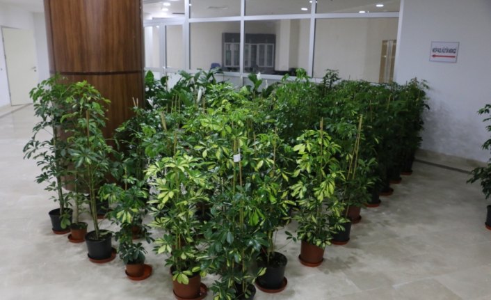 Tebrik çiçeklerinin geliri engelliler için kullanılacak