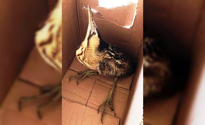 Yaralı balaban kuşu tedavisinin ardından doğaya bırakıldı