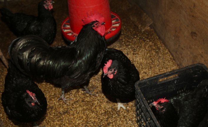 13 ırktan yaklaşık 100 tavuğa gözü gibi bakıyor