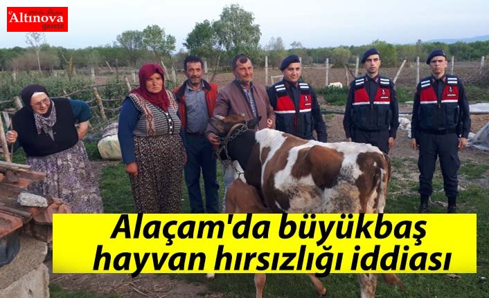 Alaçam'da büyükbaş hayvan hırsızlığı iddiası