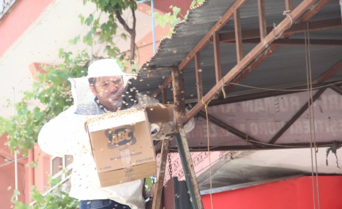 Arılar iş yerinin kepengine oğul attı