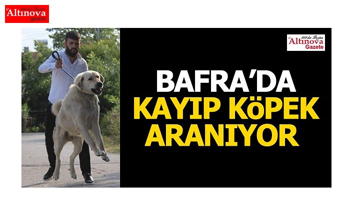 Bafra'da kayıp köpek aranıyor
