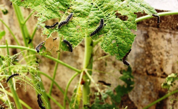 Binaların duvarında çok sayıda tırtıl görüldü