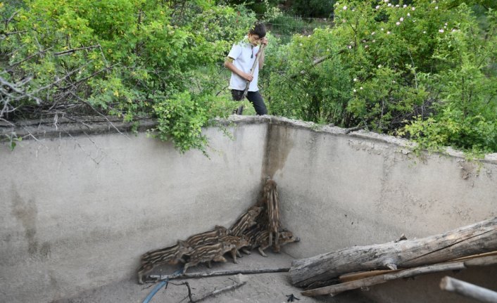 Boş sulama havuzuna düşen domuz yavrularını itfaiye kurtardı