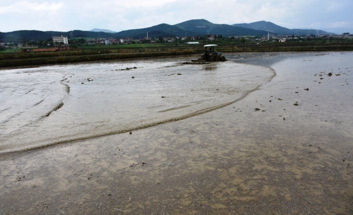 Boyabat'ta çeltik ekimi devam ediyor