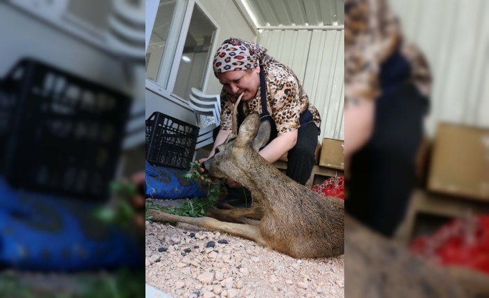 Dereye düşen yaralı karaca kurtarıldı