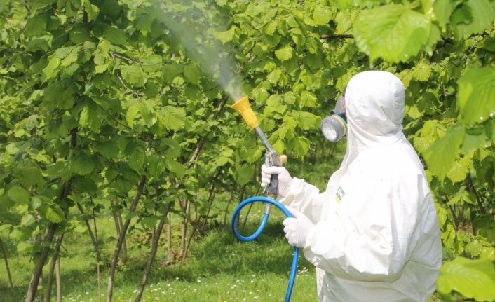 Fındıkta külleme hastalığıyla mücadele