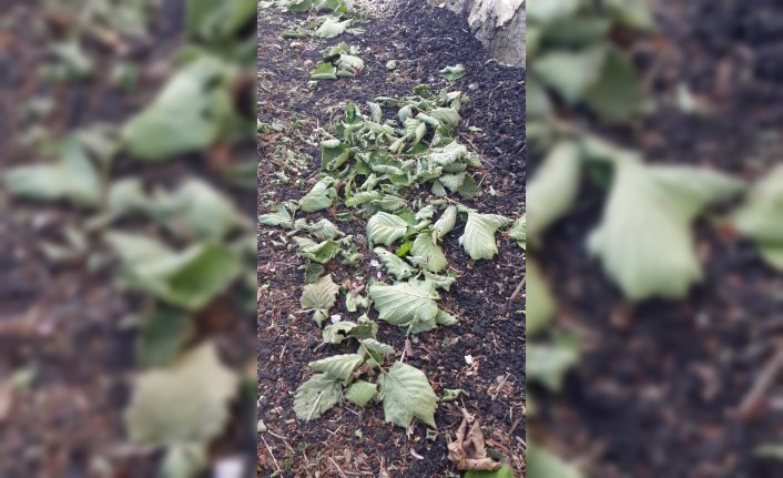 Fırtınanın fındığa zarar verip vermediği araştırılıyor