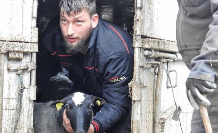 Giresun'da çiftçilere 500 koyun dağıtıldı