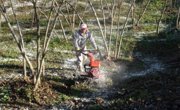 Giresun'da fındık verim miktarının artırılması