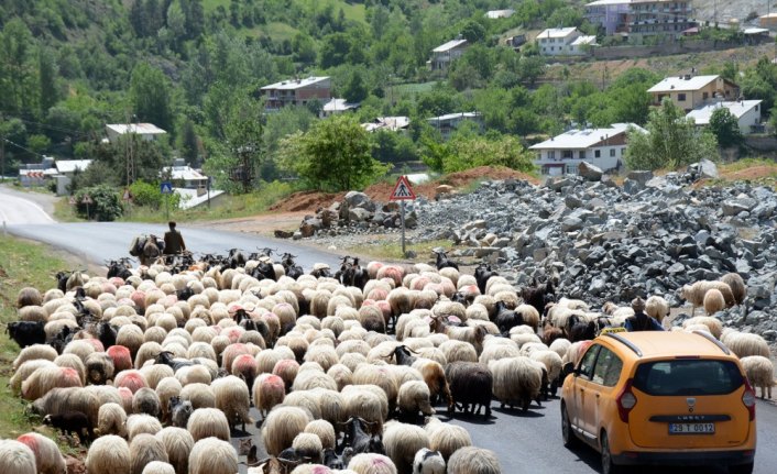 Karadeniz'de göçerler yayla yollarında